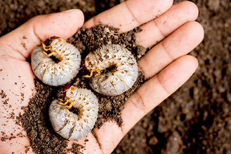 Teal Turf - CHAFER-GRUBS