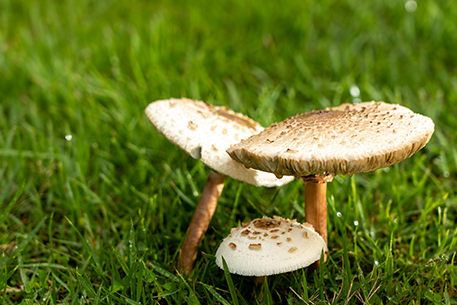 Teal Turf - Lawn Mushroom