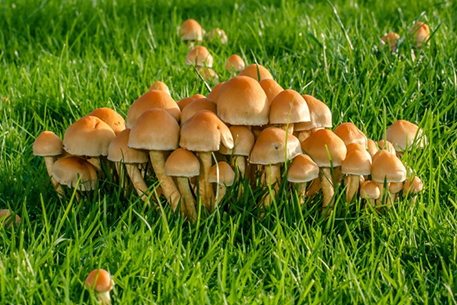 Teal Turf - Lawn Mushrooms