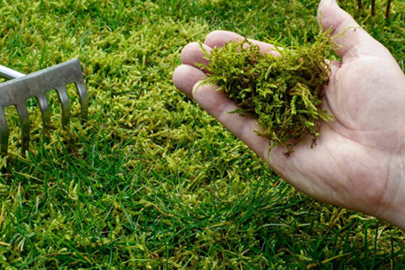 Teal Turf - Winter Care