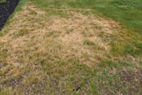 Teal Turf - Brown patches