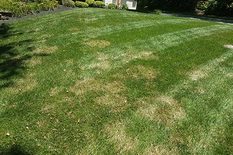 Teal Turf - Brown patches lawn