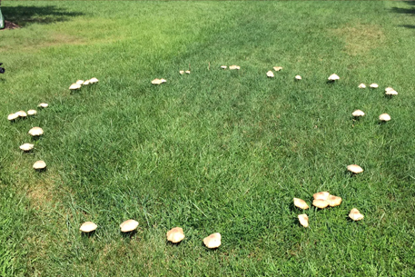 Teal Turf - Fairy Ring image