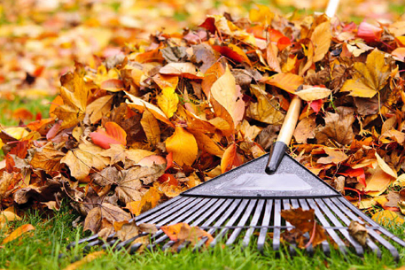 Teal Turf - Autumn lawn leaves