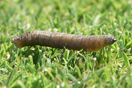 Teal Turf - leatherjacket