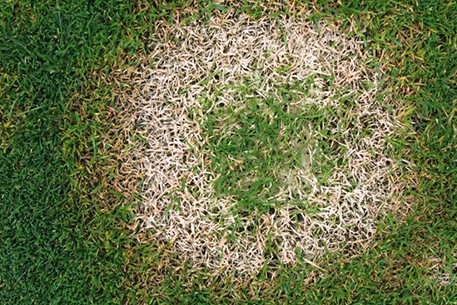 Teal Turf - Mould image