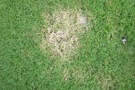 Teal Turf - Grass Mould image