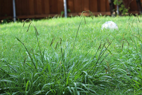 Teal Turf - Weeds image